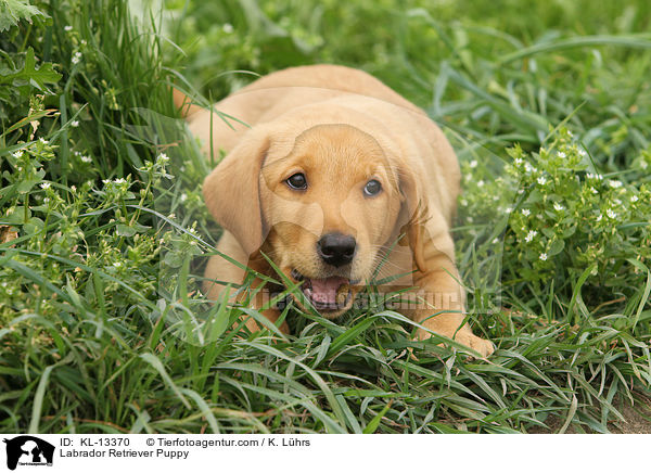 Labrador Retriever Welpe / Labrador Retriever Puppy / KL-13370