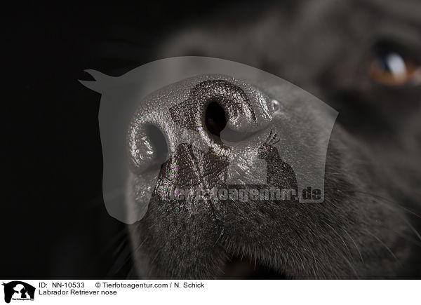 Labrador Retriever Nase / Labrador Retriever nose / NN-10533