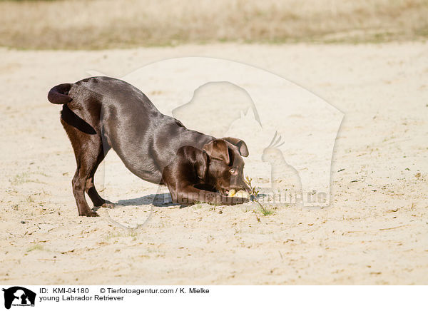 junger Labrador Retriever / young Labrador Retriever / KMI-04180