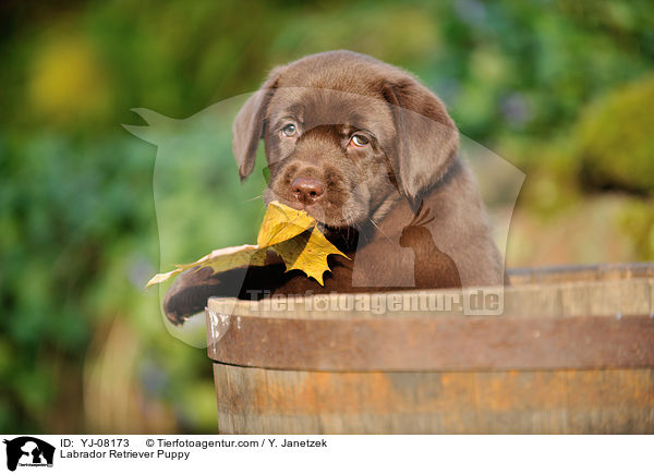 Labrador Retriever Welpe / Labrador Retriever Puppy / YJ-08173