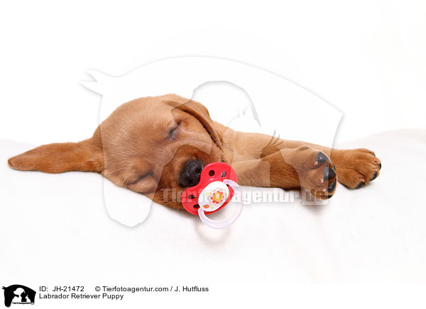 Labrador Retriever Welpe / Labrador Retriever Puppy / JH-21472