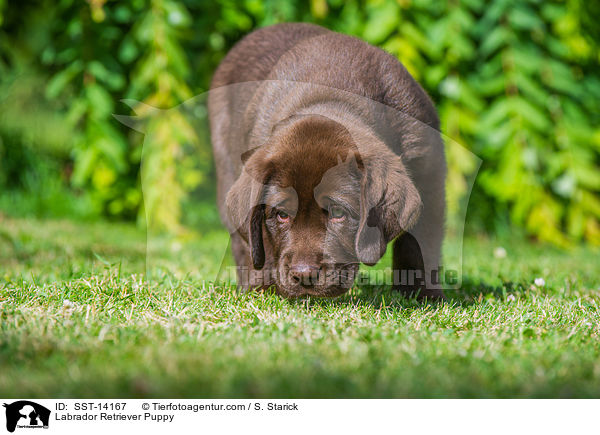 Labrador Retriever Welpe / Labrador Retriever Puppy / SST-14167