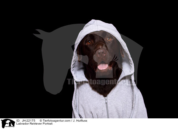 Labrador Retriever Portrait / Labrador Retriever Portrait / JH-22175