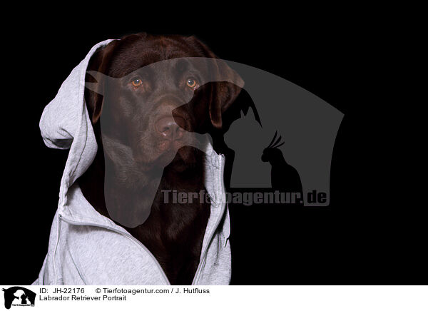Labrador Retriever Portrait / Labrador Retriever Portrait / JH-22176