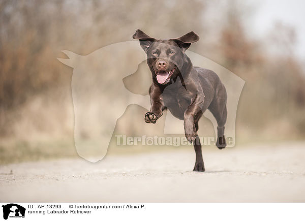 running Labrador Retriever / AP-13293