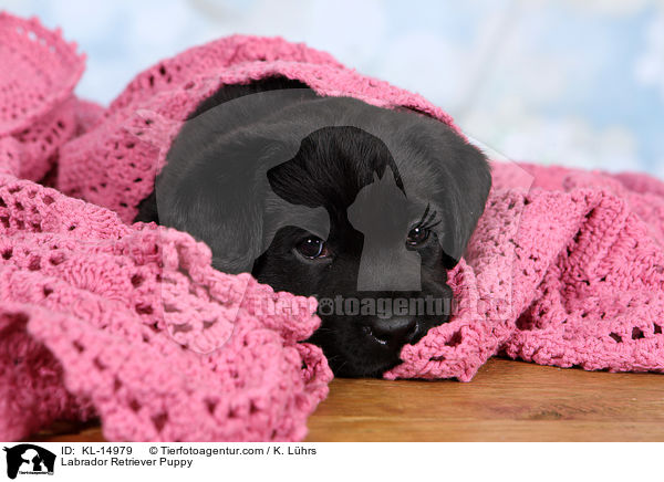 Labrador Retriever Puppy / KL-14979