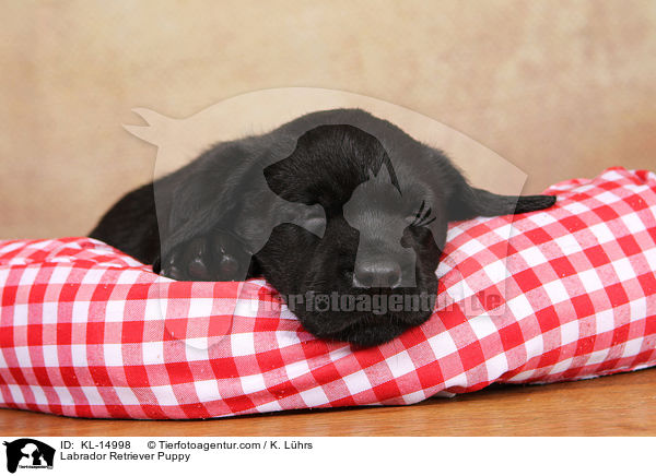 Labrador Retriever Puppy / KL-14998