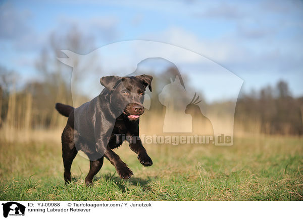 running Labrador Retriever / YJ-09988