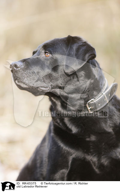 alter Labrador Retriever / old Labrador Retriever / RR-65375