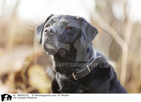 alter Labrador Retriever / old Labrador Retriever / RR-65379