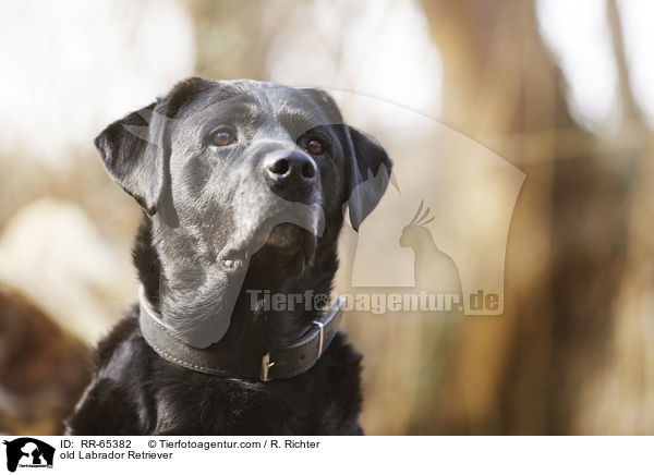 alter Labrador Retriever / old Labrador Retriever / RR-65382