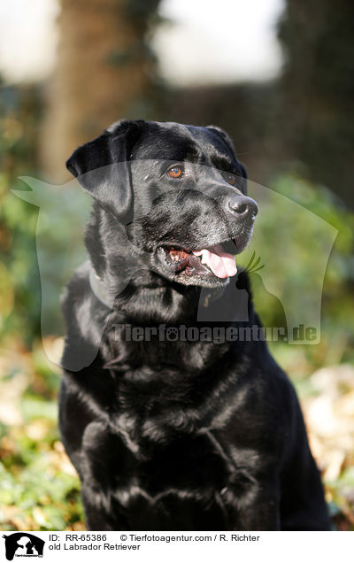 alter Labrador Retriever / old Labrador Retriever / RR-65386