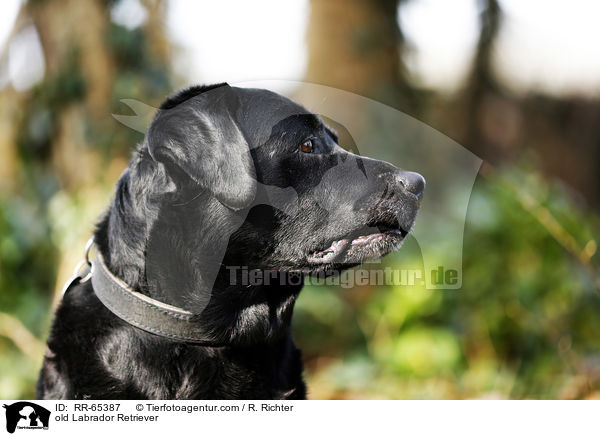 alter Labrador Retriever / old Labrador Retriever / RR-65387