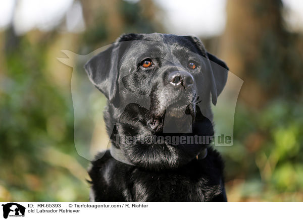 alter Labrador Retriever / old Labrador Retriever / RR-65393