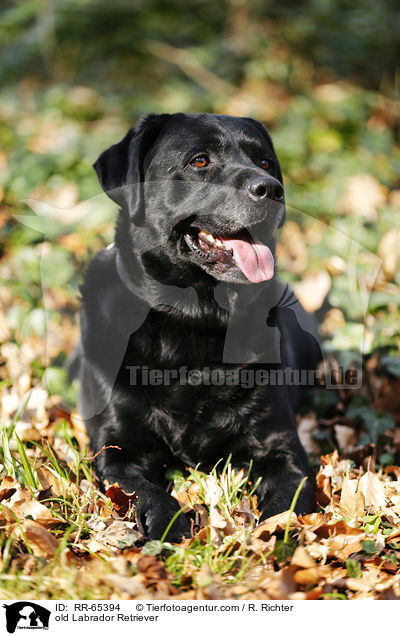 alter Labrador Retriever / old Labrador Retriever / RR-65394
