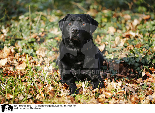 alter Labrador Retriever / old Labrador Retriever / RR-65395