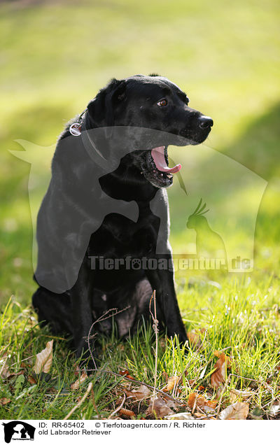 alter Labrador Retriever / old Labrador Retriever / RR-65402