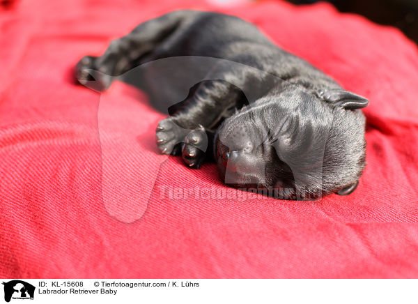 Labrador Retriever Baby / Labrador Retriever Baby / KL-15608