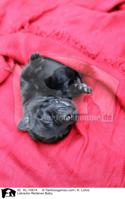 Labrador Retriever Baby / Labrador Retriever Baby / KL-15614