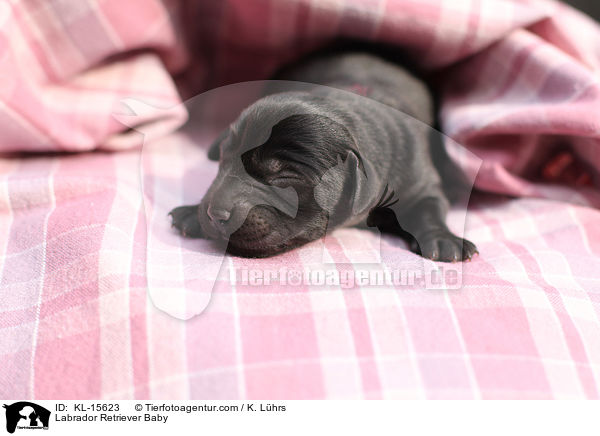 Labrador Retriever Baby / Labrador Retriever Baby / KL-15623