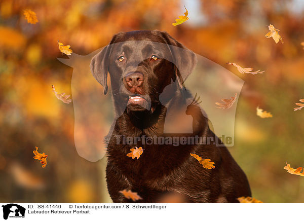 Labrador Retriever Portrait / SS-41440