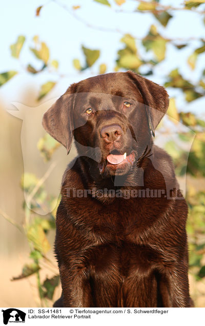 Labrador Retriever Portrait / SS-41481