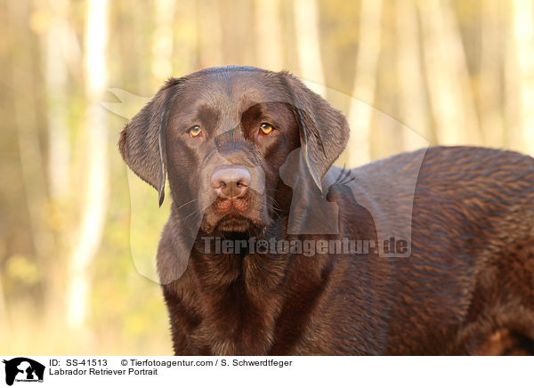 Labrador Retriever Portrait / SS-41513