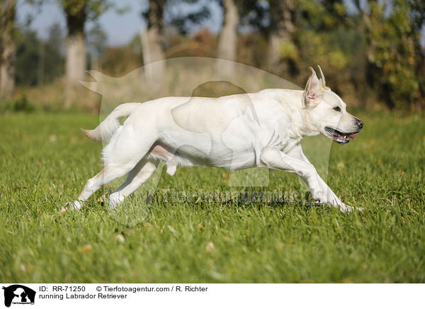running Labrador Retriever / RR-71250