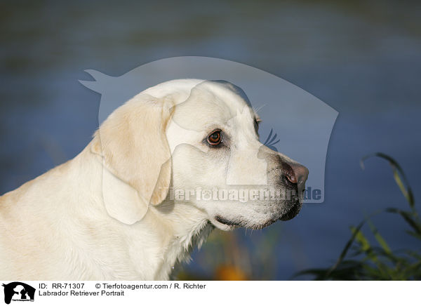 Labrador Retriever Portrait / RR-71307