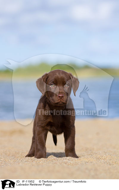 Labrador Retriever Puppy / IF-11952