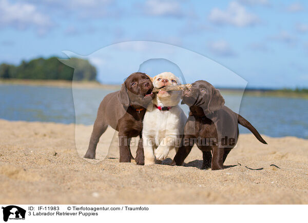3 Labrador Retriever Puppies / IF-11983