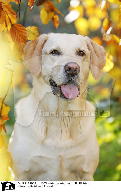 Labrador Retriever Portrait / RR-73937
