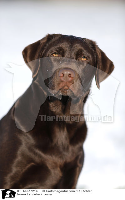 brown Labrador in snow / RR-77214