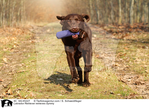 Labrador Retriever apportiert Dummy / Labrador Retriever retrieves dymmy / SS-45227