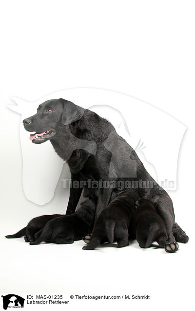 Labrador Retriever / Labrador Retriever / MAS-01235