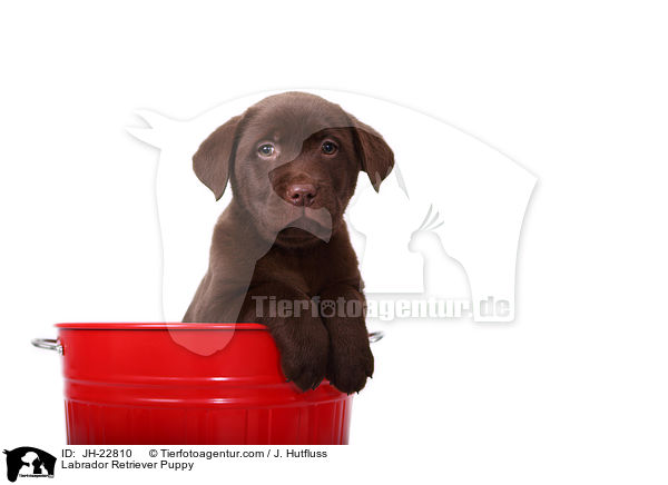 Labrador Retriever Welpe / Labrador Retriever Puppy / JH-22810