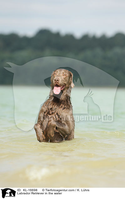 Labrador Retriever im Wasser / Labrador Retriever in the water / KL-16698