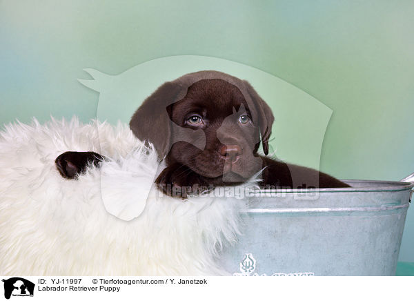 Labrador Retriever Welpe / Labrador Retriever Puppy / YJ-11997