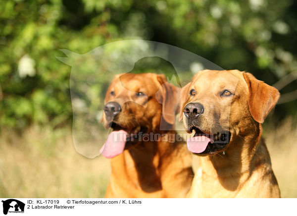 2 Labrador Retriever / 2 Labrador Retriever / KL-17019
