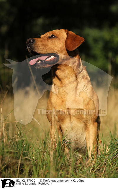 sitzender Labrador Retriever / sitting Labrador Retriever / KL-17020