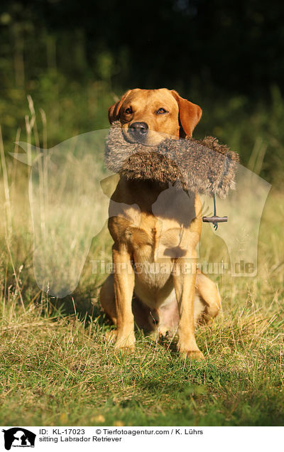 sitzender Labrador Retriever / sitting Labrador Retriever / KL-17023