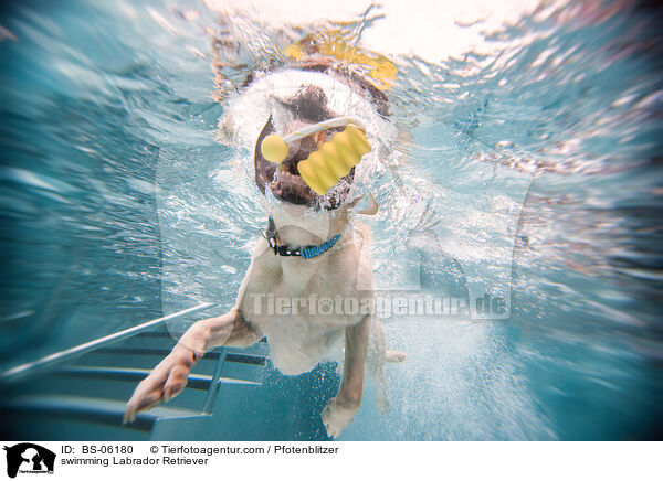 schwimmender Labrador Retriever / swimming Labrador Retriever / BS-06180