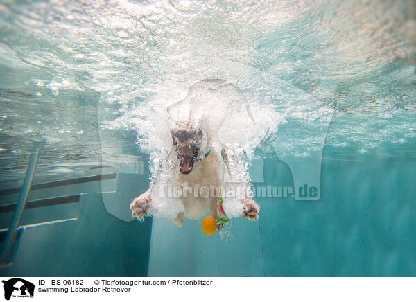 swimming Labrador Retriever / BS-06182