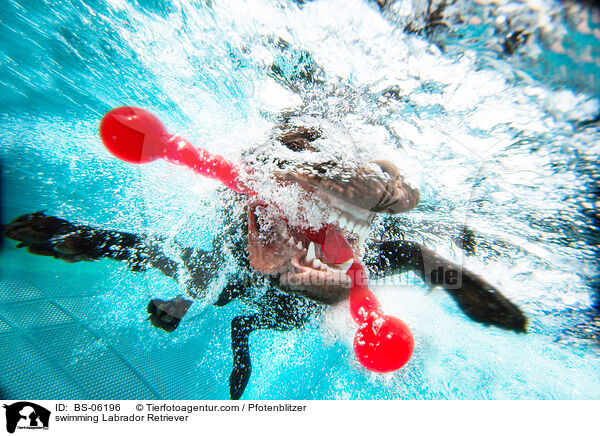 schwimmender Labrador Retriever / swimming Labrador Retriever / BS-06196