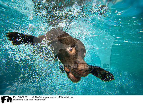 swimming Labrador Retriever / BS-06201