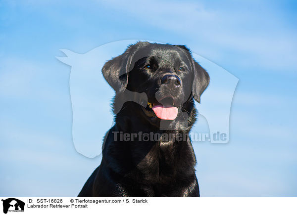 Labrador Retriever Portrait / Labrador Retriever Portrait / SST-16826