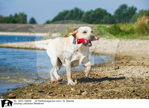 spielender Labrador Retriever / playing Labrador Retriever / SST-16854