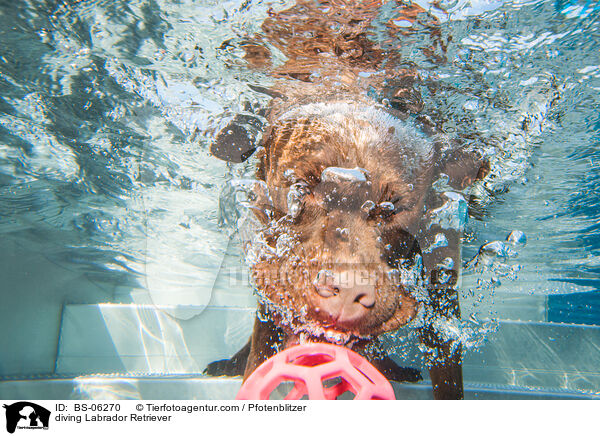 diving Labrador Retriever / BS-06270