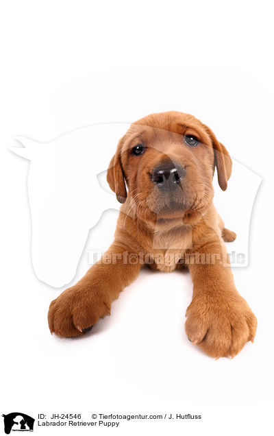 Labrador Retriever Welpe / Labrador Retriever Puppy / JH-24546