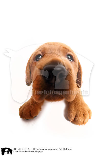Labrador Retriever Welpe / Labrador Retriever Puppy / JH-24547
